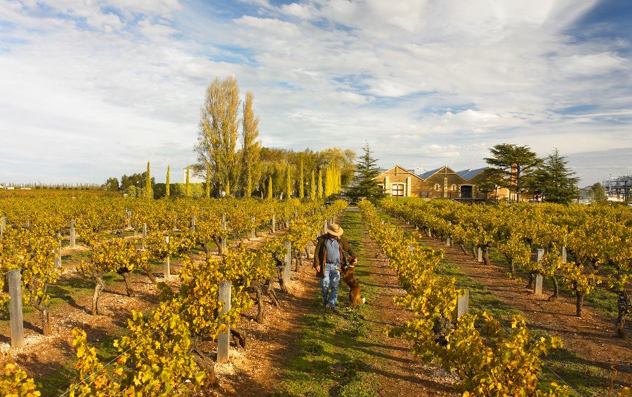 The historic Wynns winery in autumn : Photo © Milton Wordley.