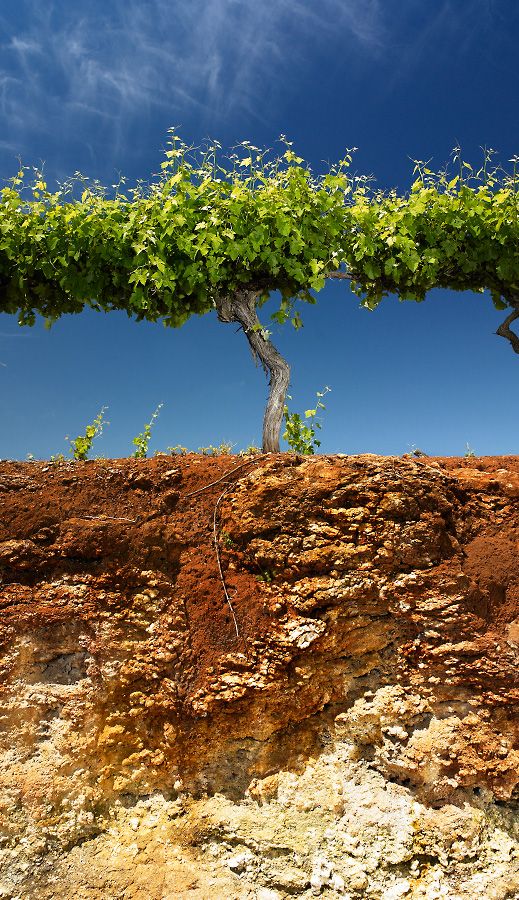 Coonawarra - terra rossa soil profile : Photo © Milton Wordley.