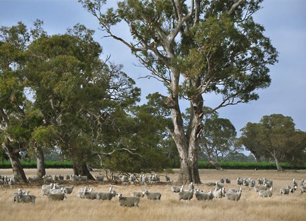 Sheep and vineyards on the Majella farm : Photo © Stella Scanlon. 