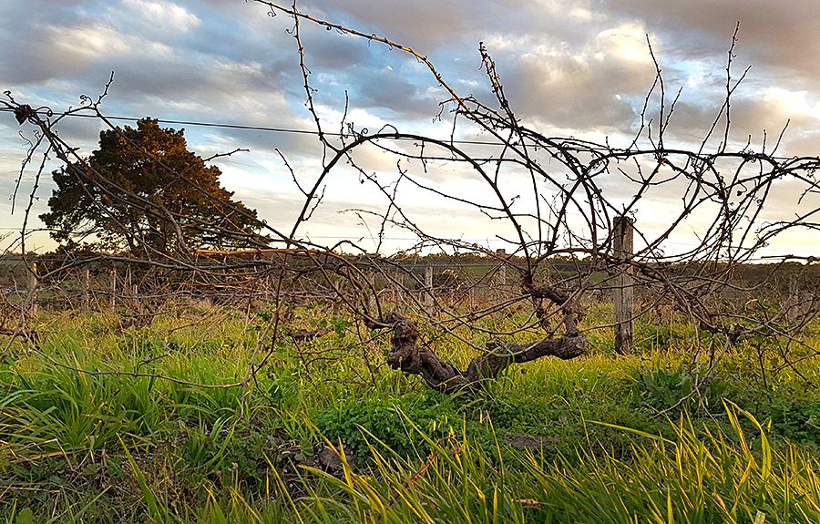 One of Dave's favorite vineyards, a 70 year old Riesling planted in the Ruggabellus Flaxman Valley Vineyard.