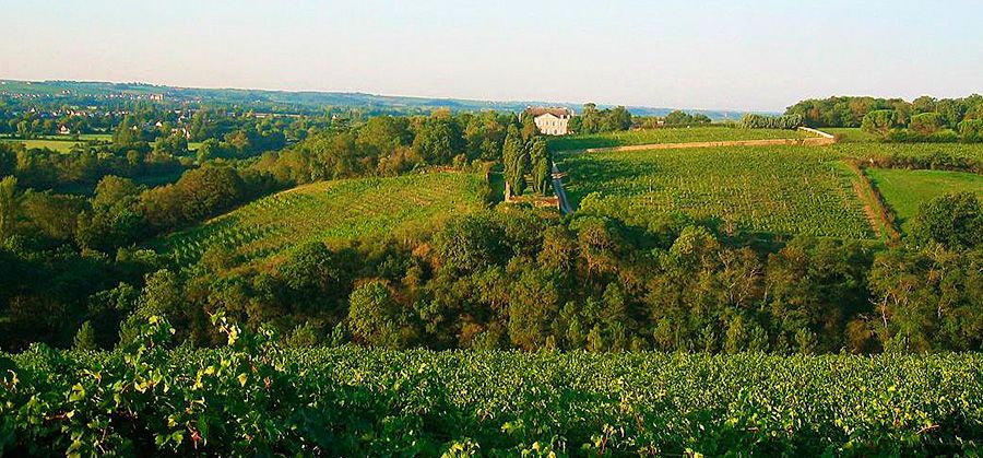 Coulée de Serrant vineyards in the Loire Valley :  Image © Coulée de Serrant thru Dynamic Wines London.