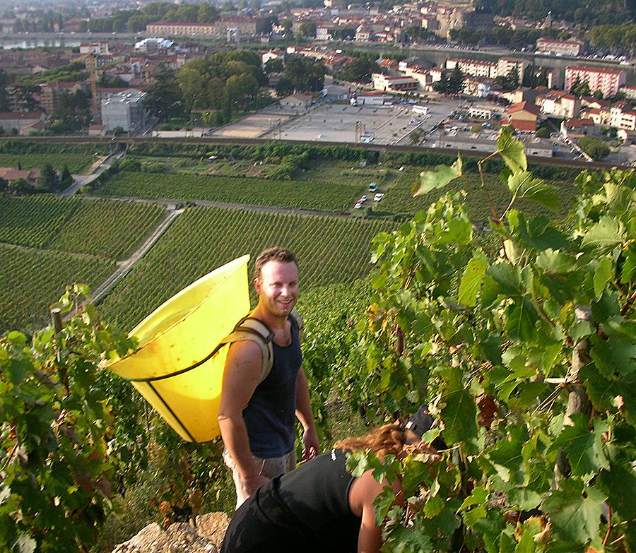 Charlie picking picking Les Bessards in the Rhone one morning. The hill is steep...especially with and extra 50-60kgs of fruit on your back. 