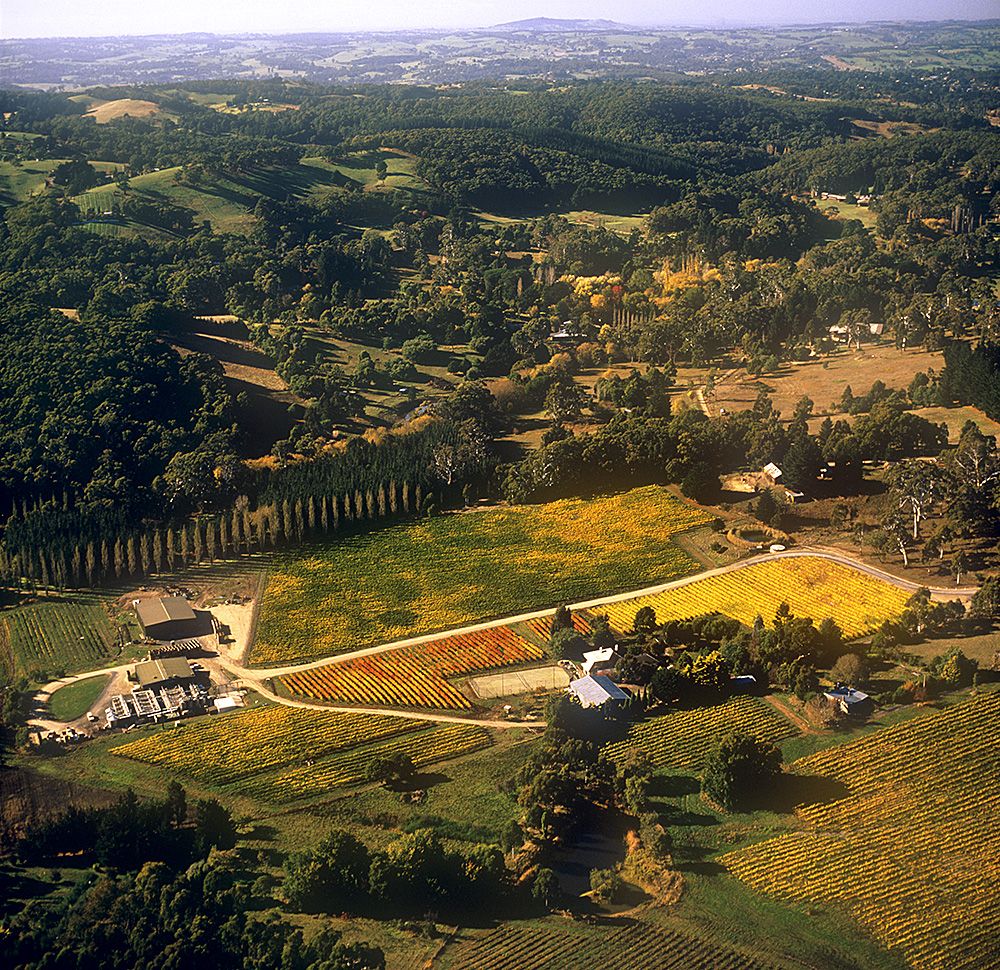 Petaluma 's Adelaide Hills winery and vineyards circa 1990's : Photo © Milton Wordley