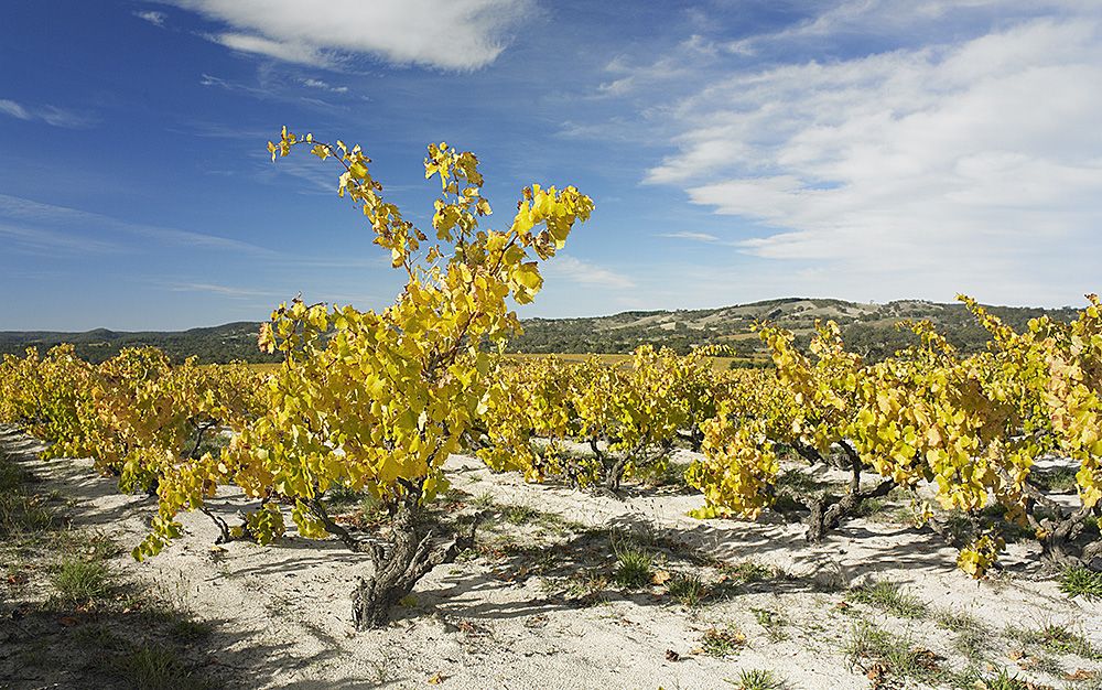 Yangarra 'High Sands ' Grenach vineyard : Photo  © Milton Wordley