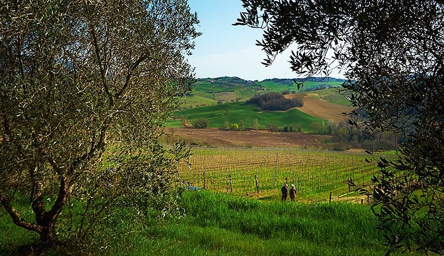 Alison Jane Hodder's 'De Vinosalvo wines' shiraz / sangiovese vineyard in Tuscany, one of Gill's favorite regions : Photo © Milton Wordey.