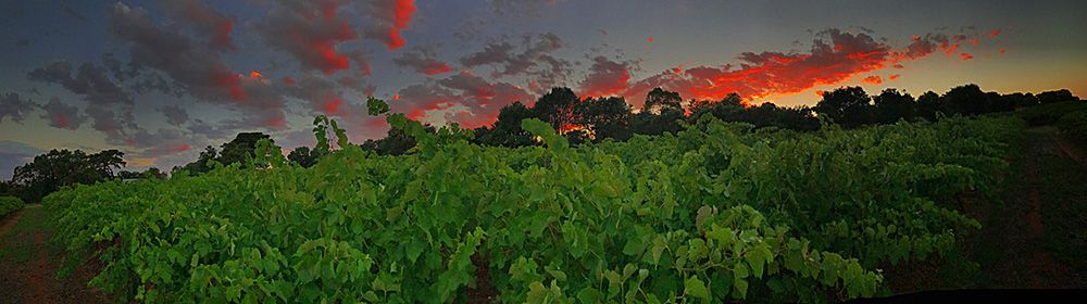 Sunset over 'Olive Hill'. Photo Burge Family Winemakers. 