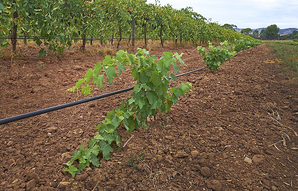 One of the six rows of a heritage clone of Barossa Shiraz Rick's just planted : Photo © Milton Wordley.