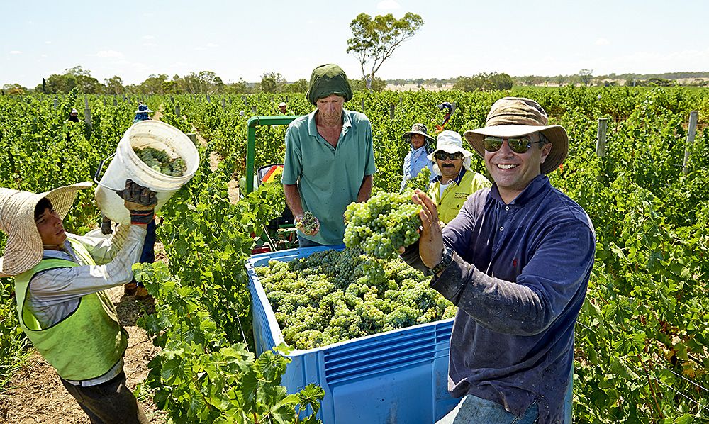 A very happy Xavier during the Wrattonbully sauvignon blanc vineyard 2013 harvest : Photo © Milton Wordley.