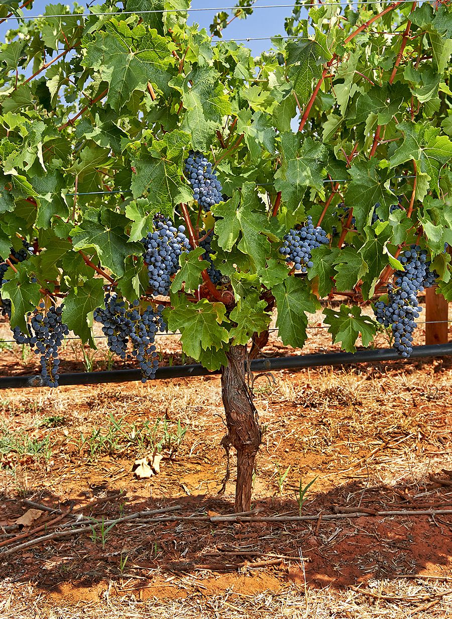  Crayères vineyard, red soils for red wines : Photo © Milton Worldey.