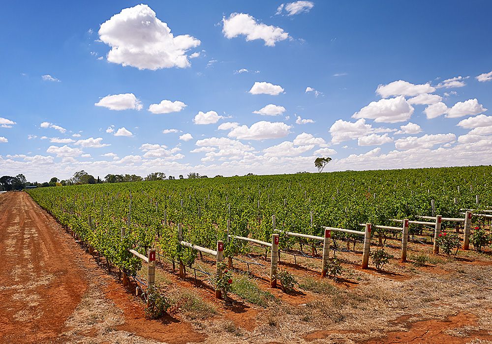Lucy and Xavier's Crayères cabernet sauvignon vineyard  over the road from the Whalebone Vineyard : Photo © Milton Wordley.
