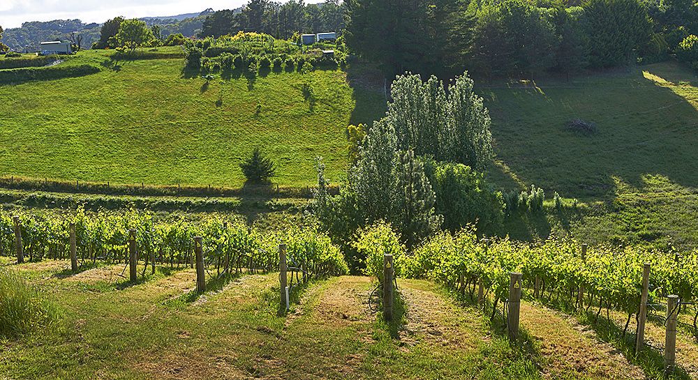 The Summertown pinot vineyard : Photo © Milton Wordley.