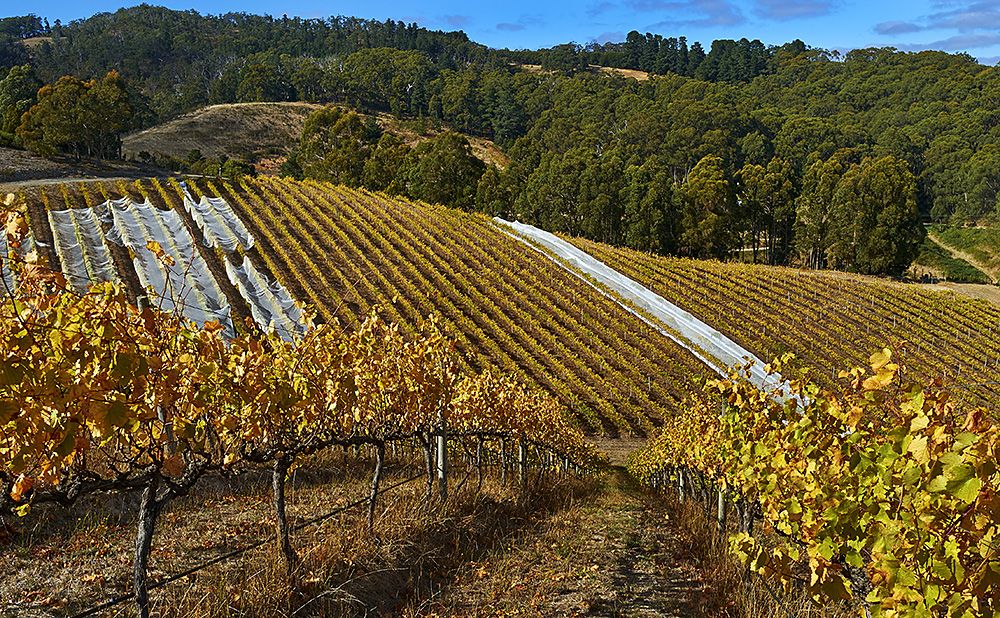 The steep Basket Range Wine vineyard : Photo © Milton Wordley.