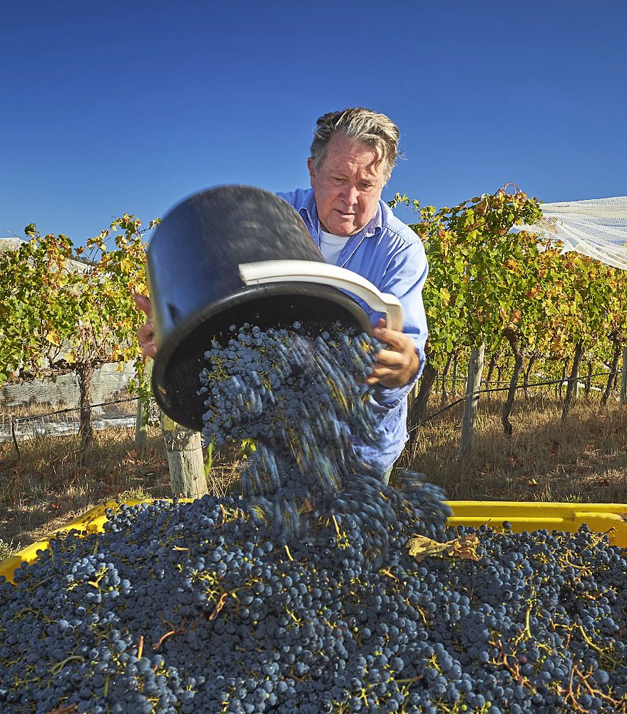 Phil during harvest, it's all hands on : Photo © Milton Wordley.