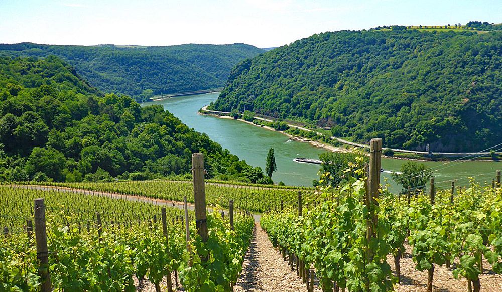 Wine growing along the Rhine : Image  Euro Hike.