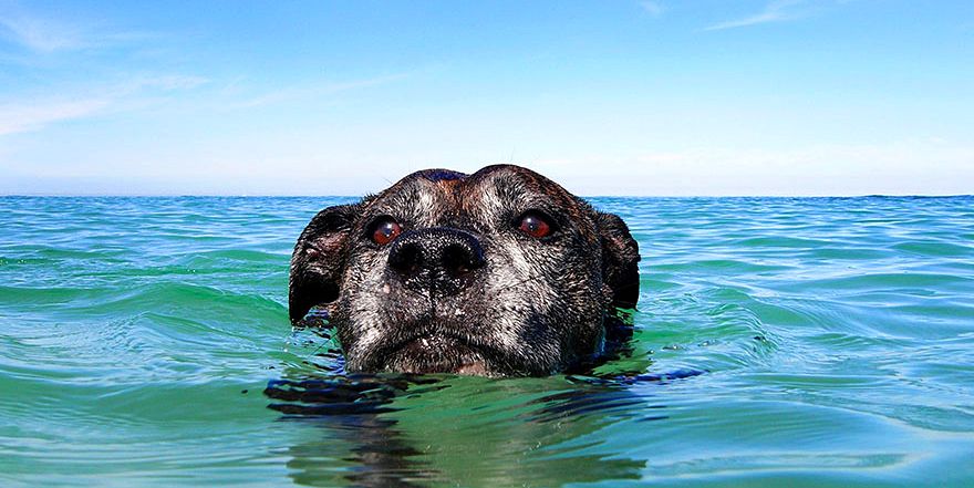 Kauri : the swimming dog.
