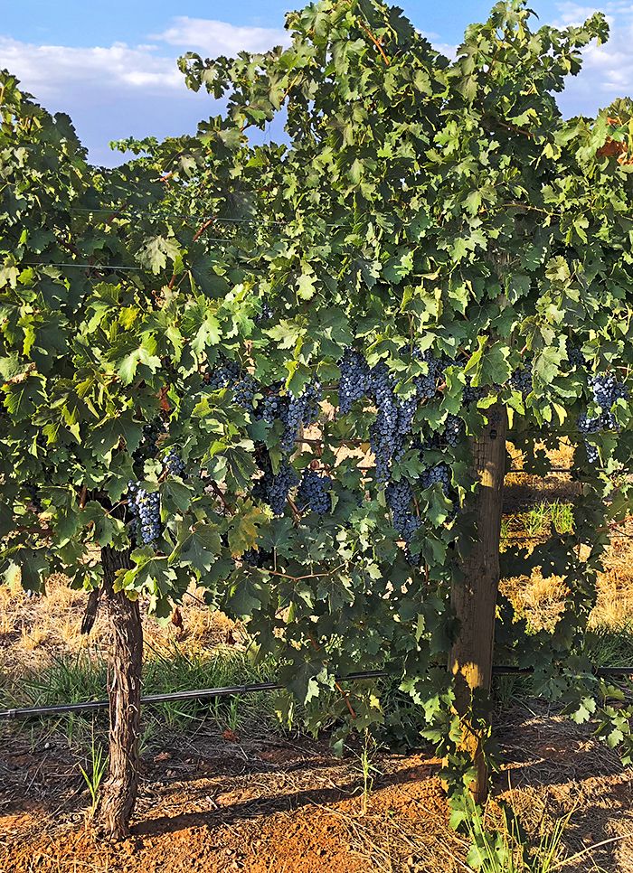 Exposed fruit on Scott Henry trellis in the BVE Marananga vineyard : Photo © Ryan Waples 