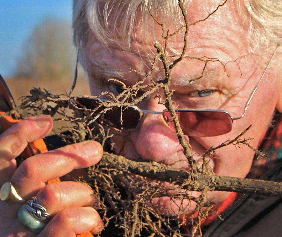 Richard Smart claims he can smell trunk disease ! Bordeaux vineyard, 2017.