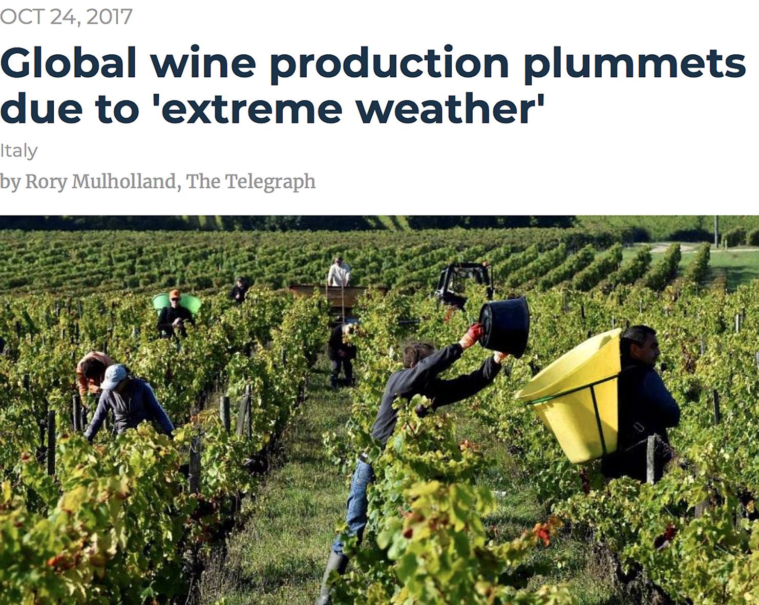 Page grab from a story by  Rory Mulholland in the Tele. The caption read : 'Workers harvest grapes in a vineyard at the chateau les Jonqueyres winemaker, near Bordeaux'. 