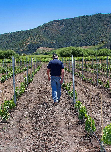 Dr Richard walks vineyards all over the world. Here he is in Chile : Photo © Wines of Chile