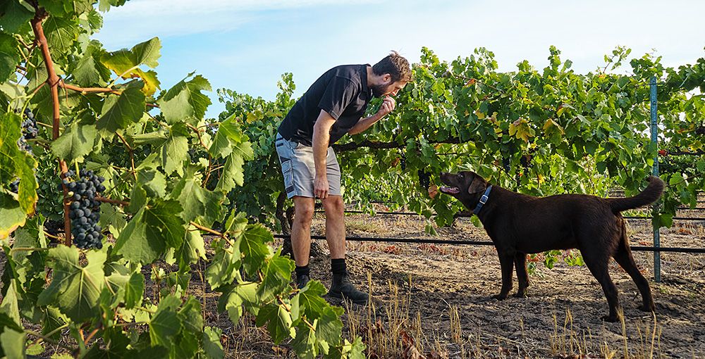 Tim out in the vineyard sampling during the 2019 vintage : Photo © Milton Wordley