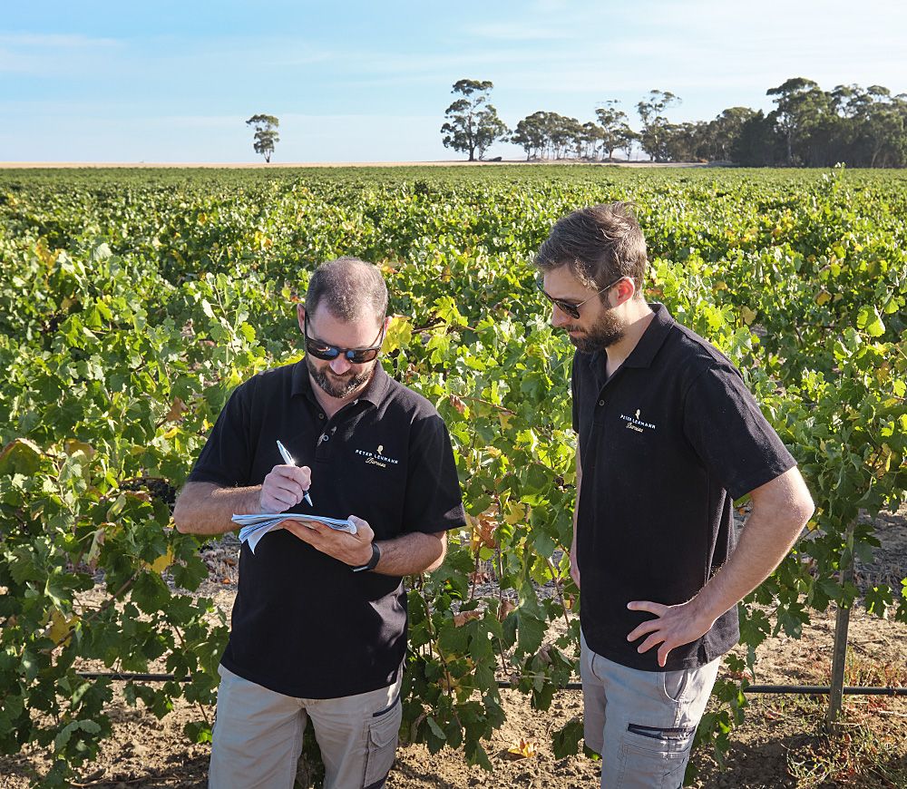 Tim out in the vineyard with Tony Marshall, during the 2019 vintage : Photo © Milton Wordley