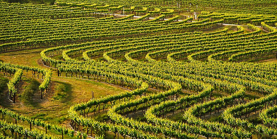 Pewsey Vale vineyard : Photo © Milton Wordley.